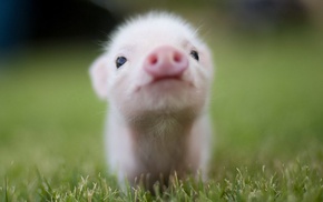 animals, pigs, grass, baby animals
