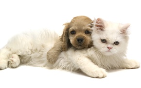 animals, dog, cat