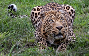 leopard, animals