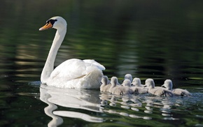 lake, animals