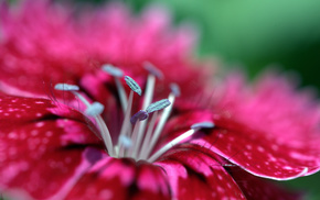 macro, flowers