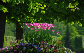 foliage, park, flowers