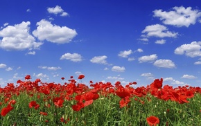 clouds, sky, flowers