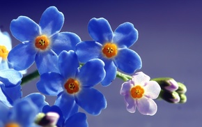 flowers