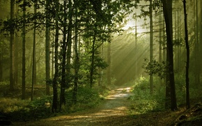 forest, sun rays, anime, nature, path, dirt road
