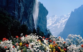 rocks, chamomile, trees, flowers