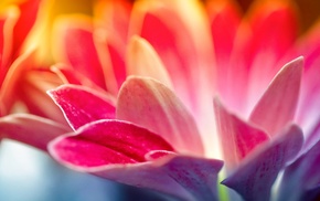 flowers, petals