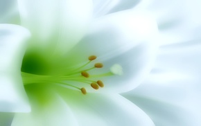 flowers, macro