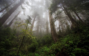 mist, trees, photography, forest