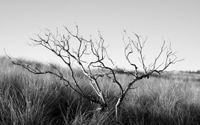 branch, monochrome