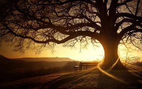 trees, landscape, sunset