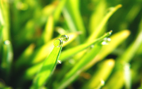 grass, nature
