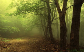 twigs, nature, light