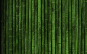 bamboo, green, realistic