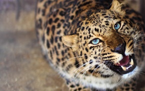 animals, blurred, leopard, blue eyes, roar