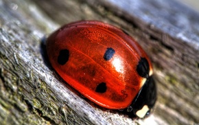 ladybugs, macro, photography