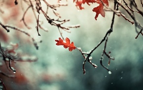 winter, photography, nature, leaves