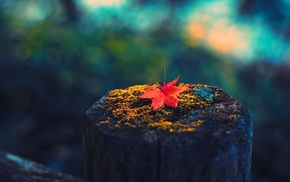 leaves, fall, colorful, photography