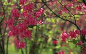 spring, pink