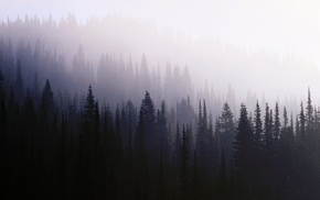trees, mist