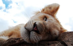 lion, animals, sleeping, nature, anime, closeup