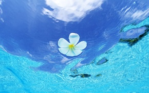 summer, water, flower