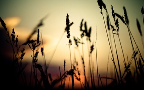 nature, spikelets, silhouette
