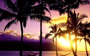 evening, palm trees, mountain, summer, sea