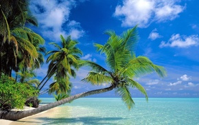 summer, sea, wind, light, palm trees