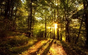 sunlight, nature, trees