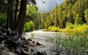 trees, landscape, water