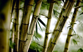 bamboo, nature