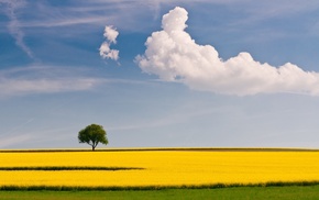 clouds, trees, landscape