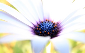 flowers, nature, macro
