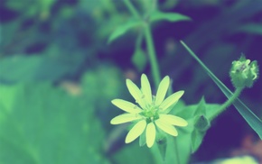 nature, green, macro