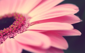 flowers, closeup, pink
