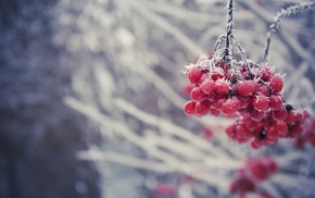 berries, frost, ice
