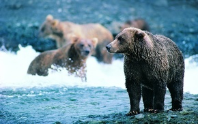 summer, bears, animals