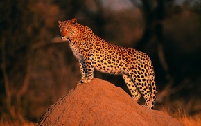 leopard, animals