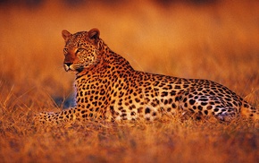 leopard, animals