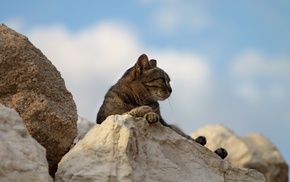 stones, animals