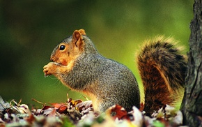 animals