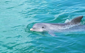 smiling, animals, sea