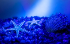 stars, animals