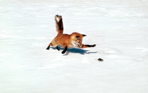 snow, animals