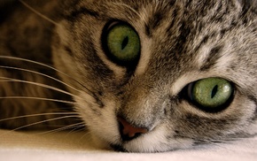 animals, green eyes