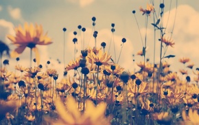 yellow, macro, nature, plants, flowers