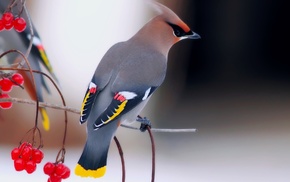 berries, birds, waxwings, animals, nature