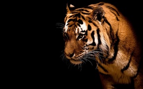 black background, animals, tiger