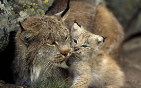 cat, nature, animals, lynx